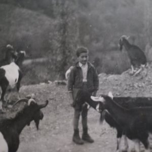 1955 les chèvres et le garçon