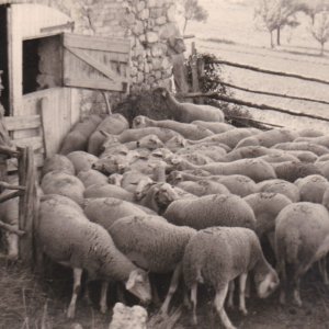 1961 pépé Borel et ses moutons