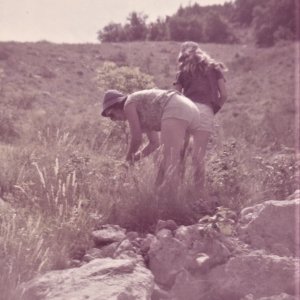 1965 cueillette de lavandes