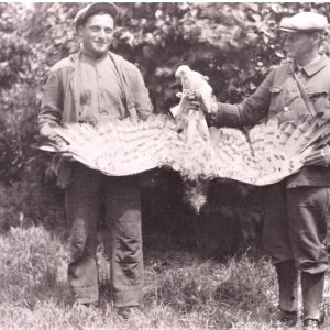 chasse à l'aigle 1938