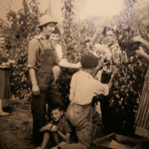 1950 cueillette de fruits