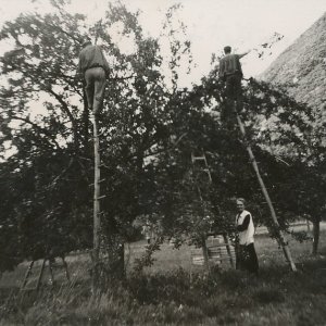 1950 cueillette de pommes