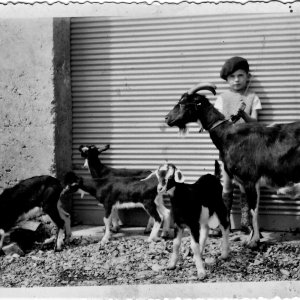 Jeune garçon et ses chèvres