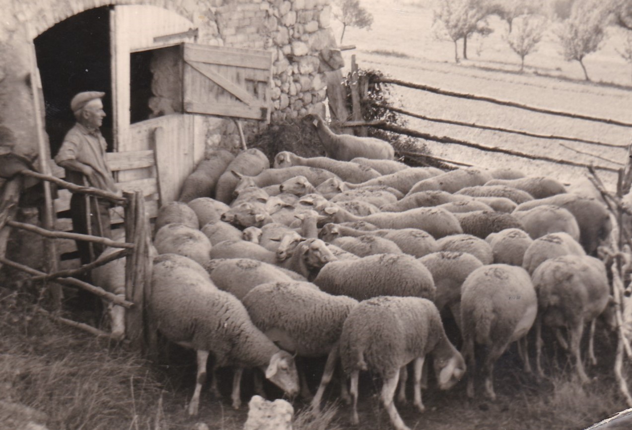 1961PepeBorelEtSesMoutons_1961-pepe-borel-et-ses-moutons.jpg